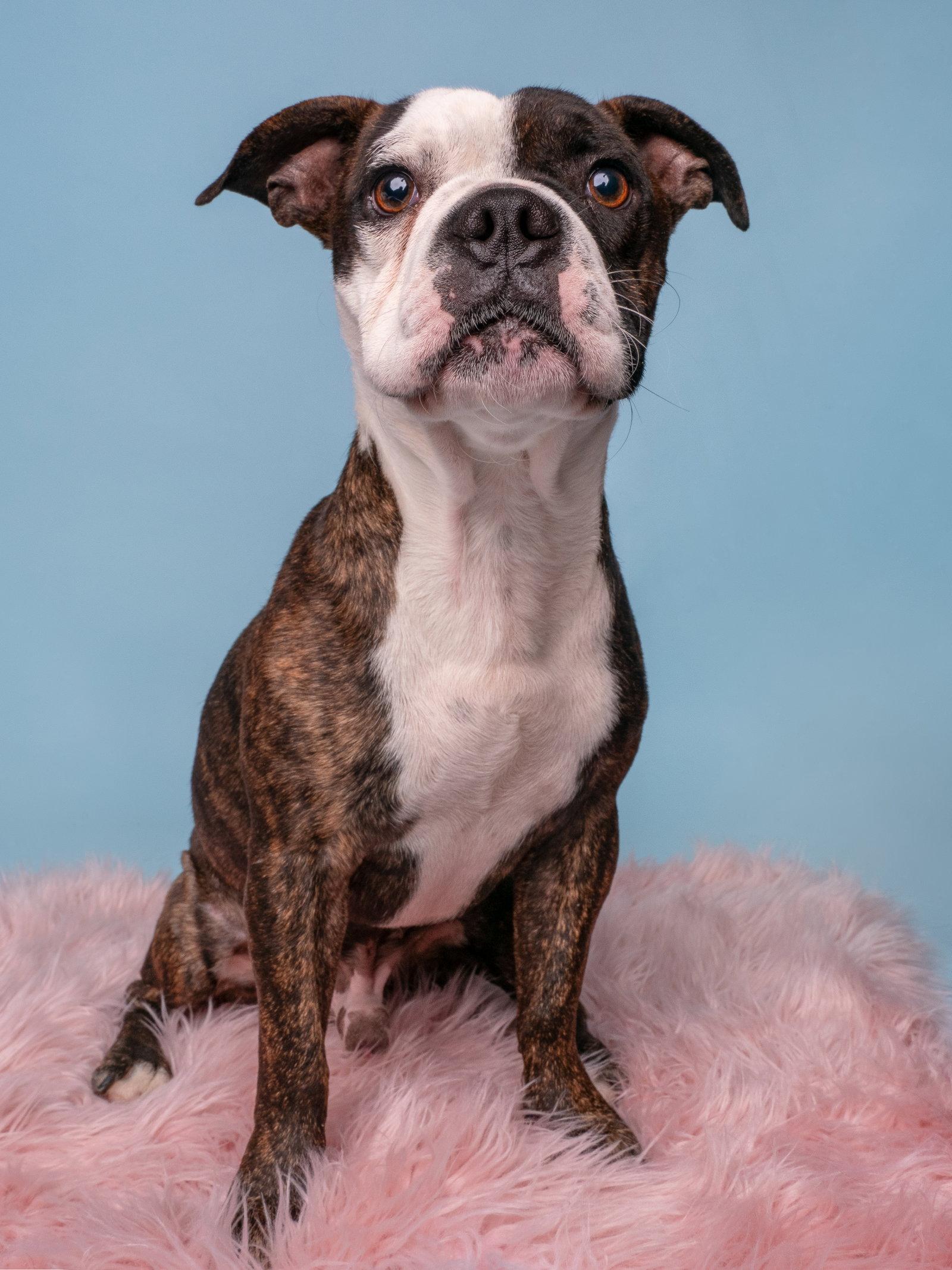 Enlarge Nutty Buddy, a Adopted Boston Terrier in Palo Alto, CA image 1/3