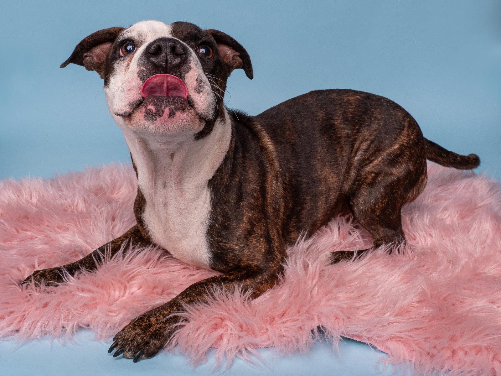 Enlarge Nutty Buddy, a Adopted Boston Terrier in Palo Alto, CA image 2/3