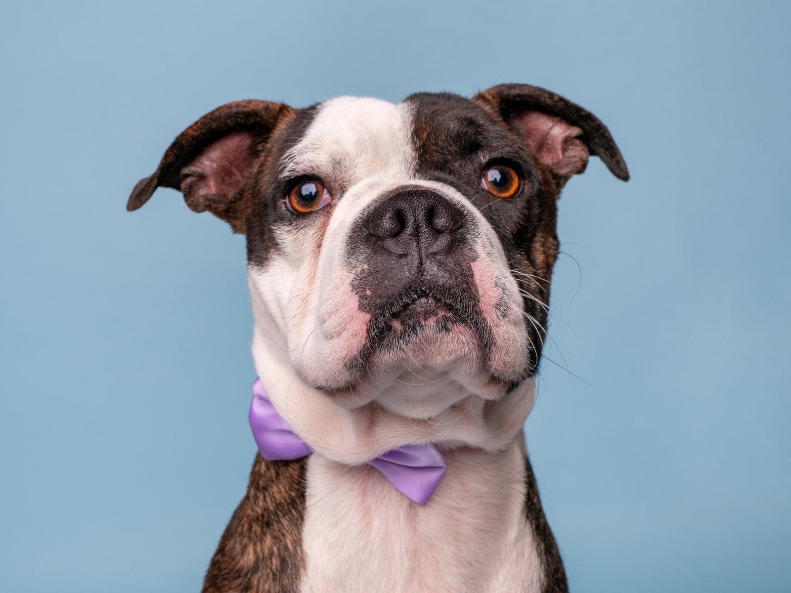 Enlarge Nutty Buddy, a Adopted Boston Terrier in Palo Alto, CA image 3/3