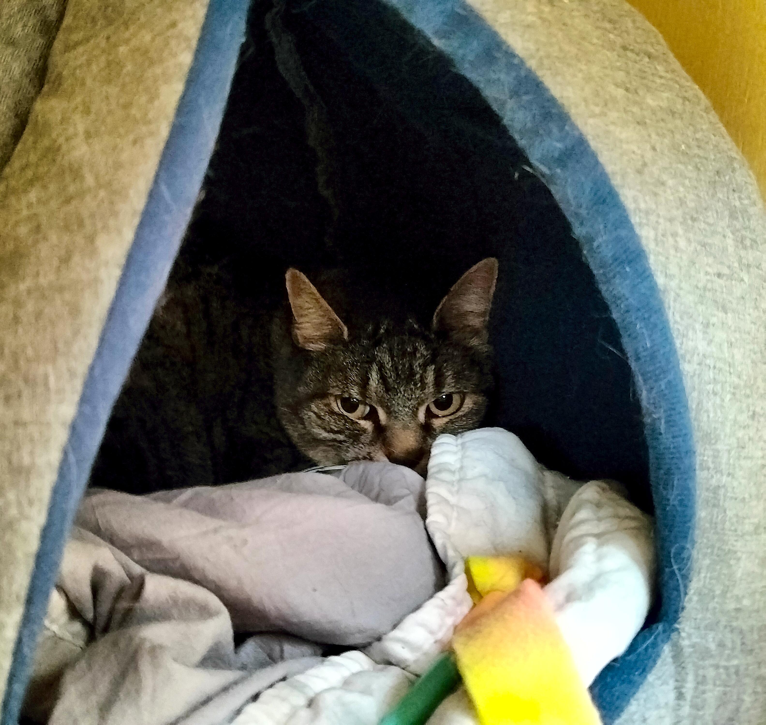 Enlarge Pal (Spirit Cat), a ADOPTABLE Domestic Short Hair in West Swanzey, NH image 1/1