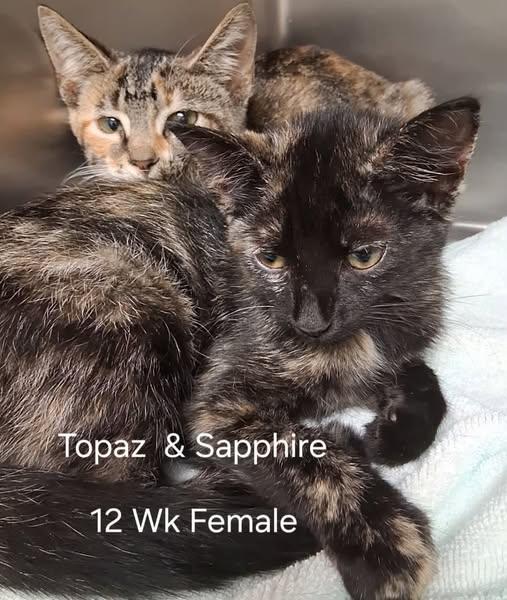 Topaz & Sapphire, ADOPTABLE, Kitten Female Domestic Short Hair.