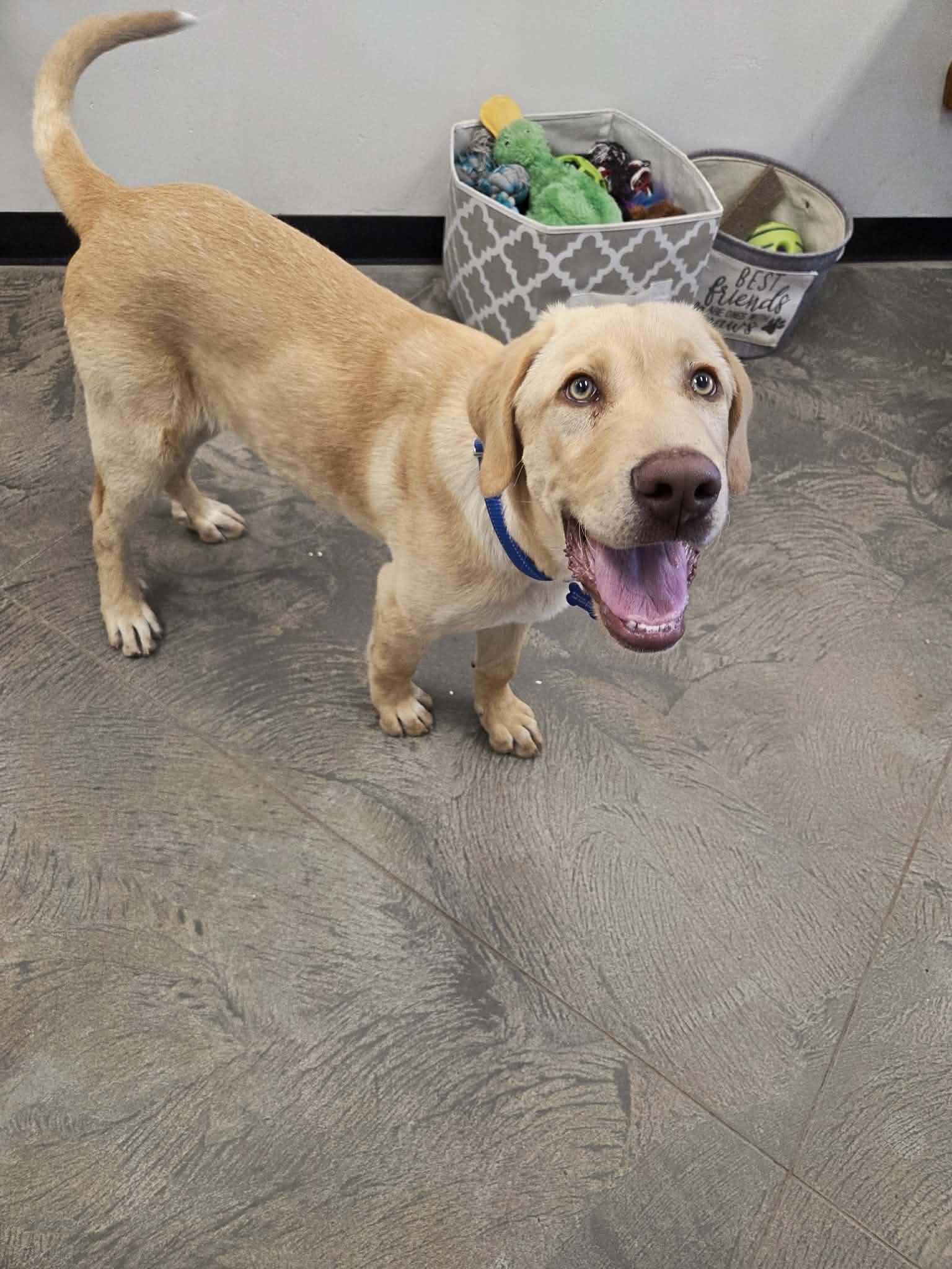 Enlarge Angus, a ADOPTABLE mixed breed in Roosevelt, UT image 4/4