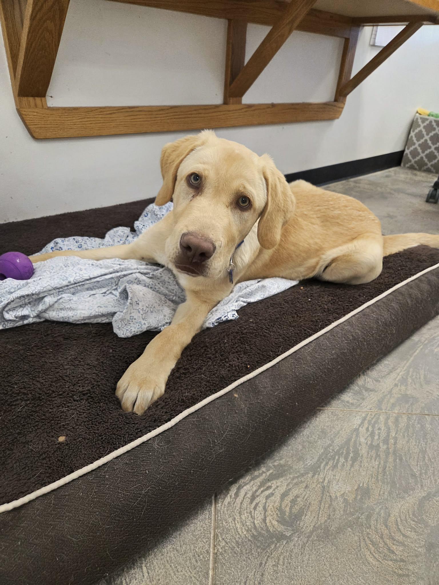 Enlarge Angus, a ADOPTABLE mixed breed in Roosevelt, UT image 3/4