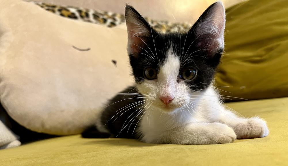 Enlarge Chef, a Adoptable Domestic Short Hair in Blanchard, OK image 3/5