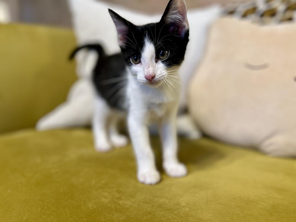 Enlarge Chef, a Adoptable Domestic Short Hair in Blanchard, OK image 4/5