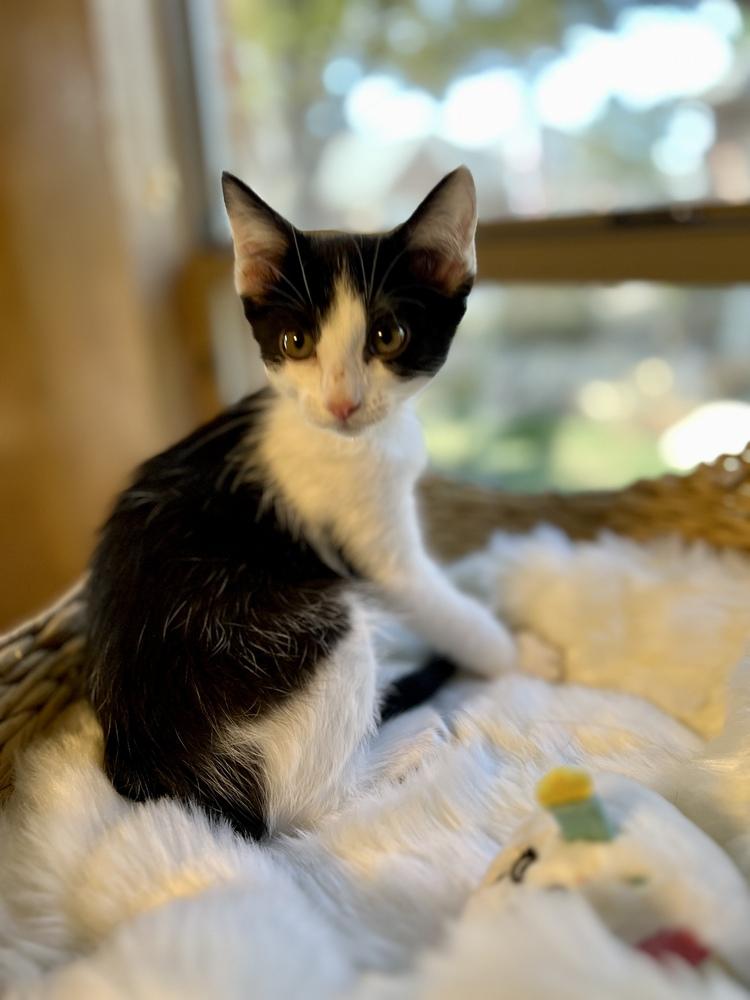 Enlarge Chef, a Adoptable Domestic Short Hair in Blanchard, OK image 5/5