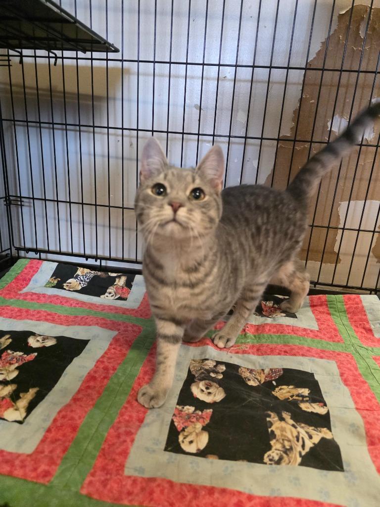 Ghost, Adopted, Kitten Female Domestic Short Hair.