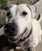 Bodhi, Adoptable, Adult Male Pit Bull Terrier.