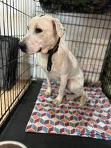 Bodhi, a Adoptable mixed breed in Sioux City, IA image 2/12