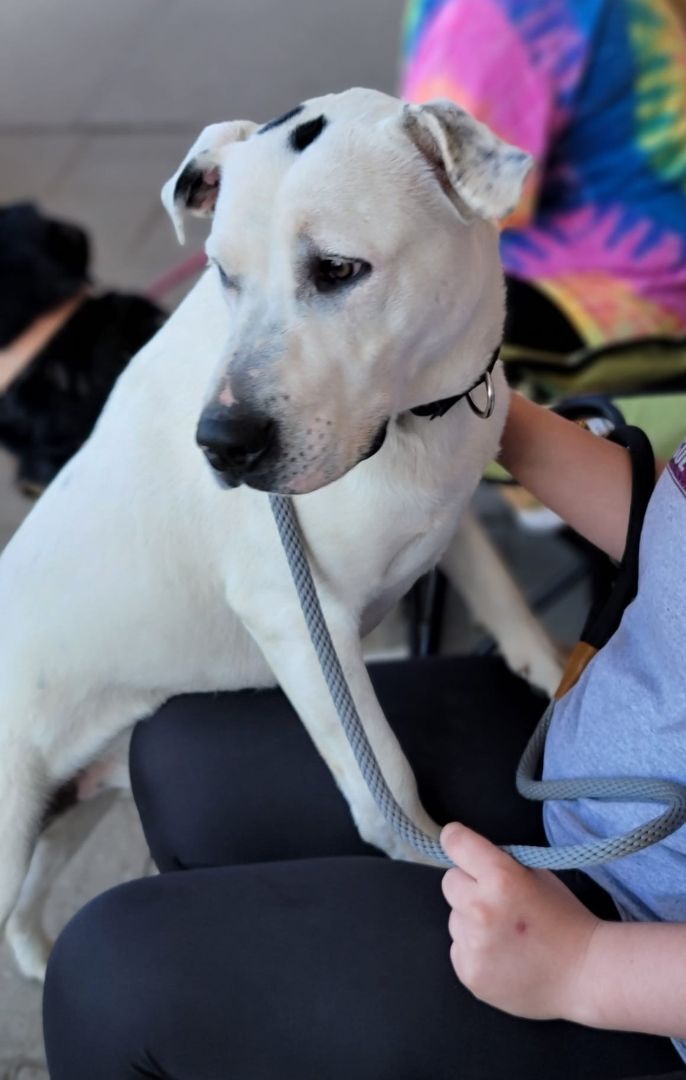 Bodhi, a Adoptable mixed breed in Sioux City, IA image 3/12