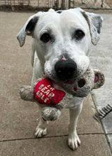 Bodhi, a Adoptable mixed breed in Sioux City, IA image 4/12
