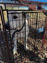 Bodhi, a Adoptable mixed breed in Sioux City, IA image 5/12