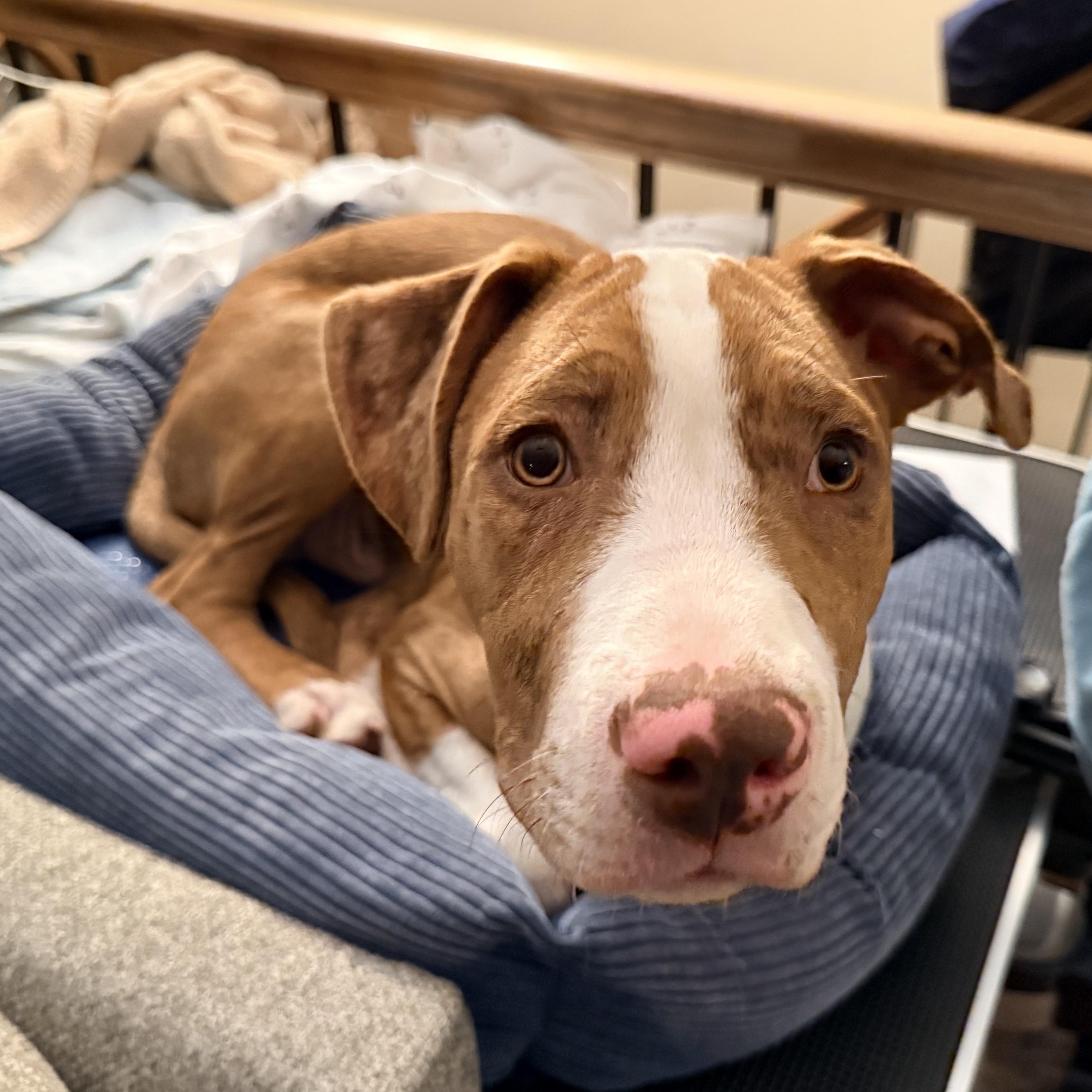 Gouda, a ADOPTABLE mixed breed in Olathe, KS image 2/6