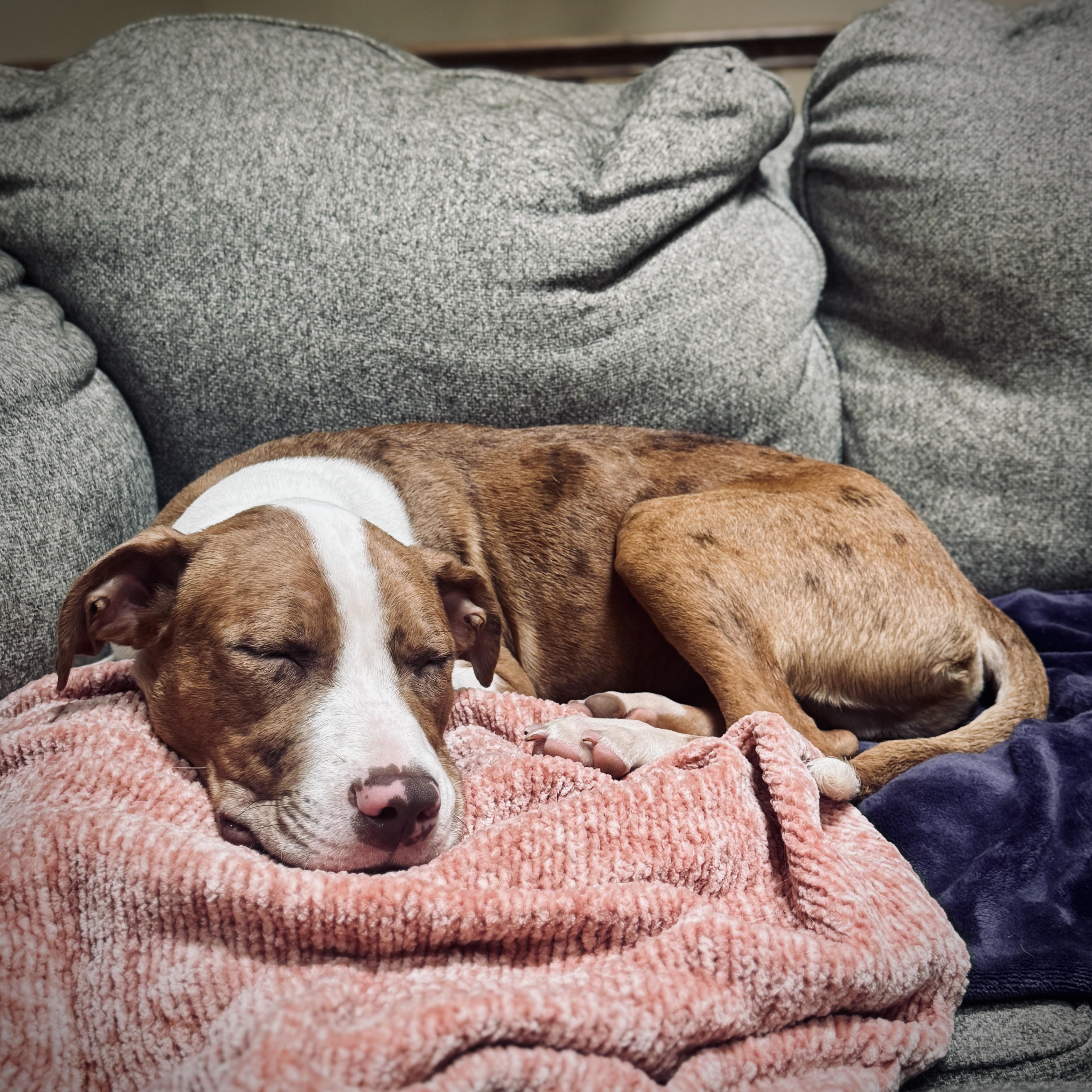 Gouda, a ADOPTABLE mixed breed in Olathe, KS image 6/6