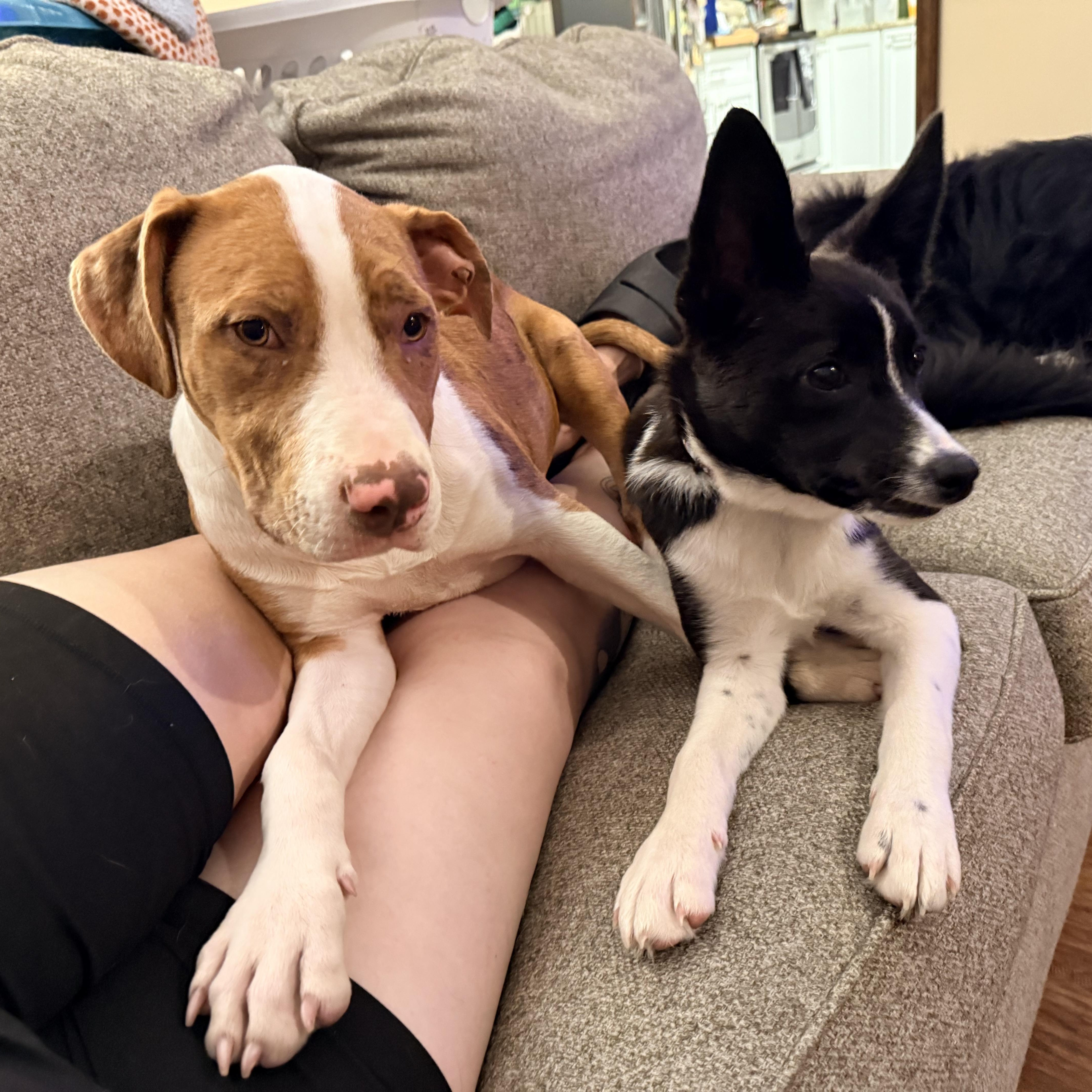 Gouda, a ADOPTABLE mixed breed in Olathe, KS image 4/6