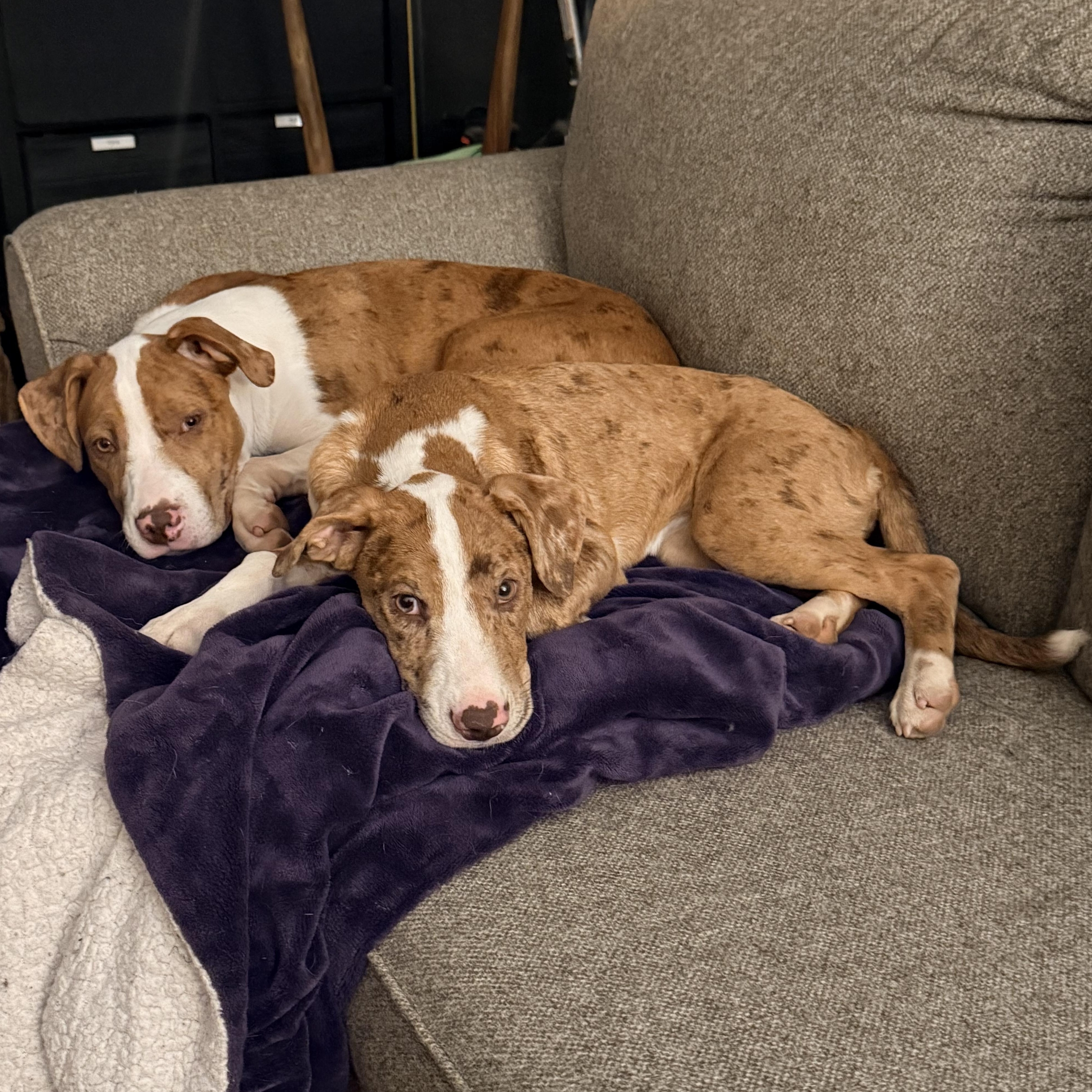 Gouda, a ADOPTABLE mixed breed in Olathe, KS image 5/6