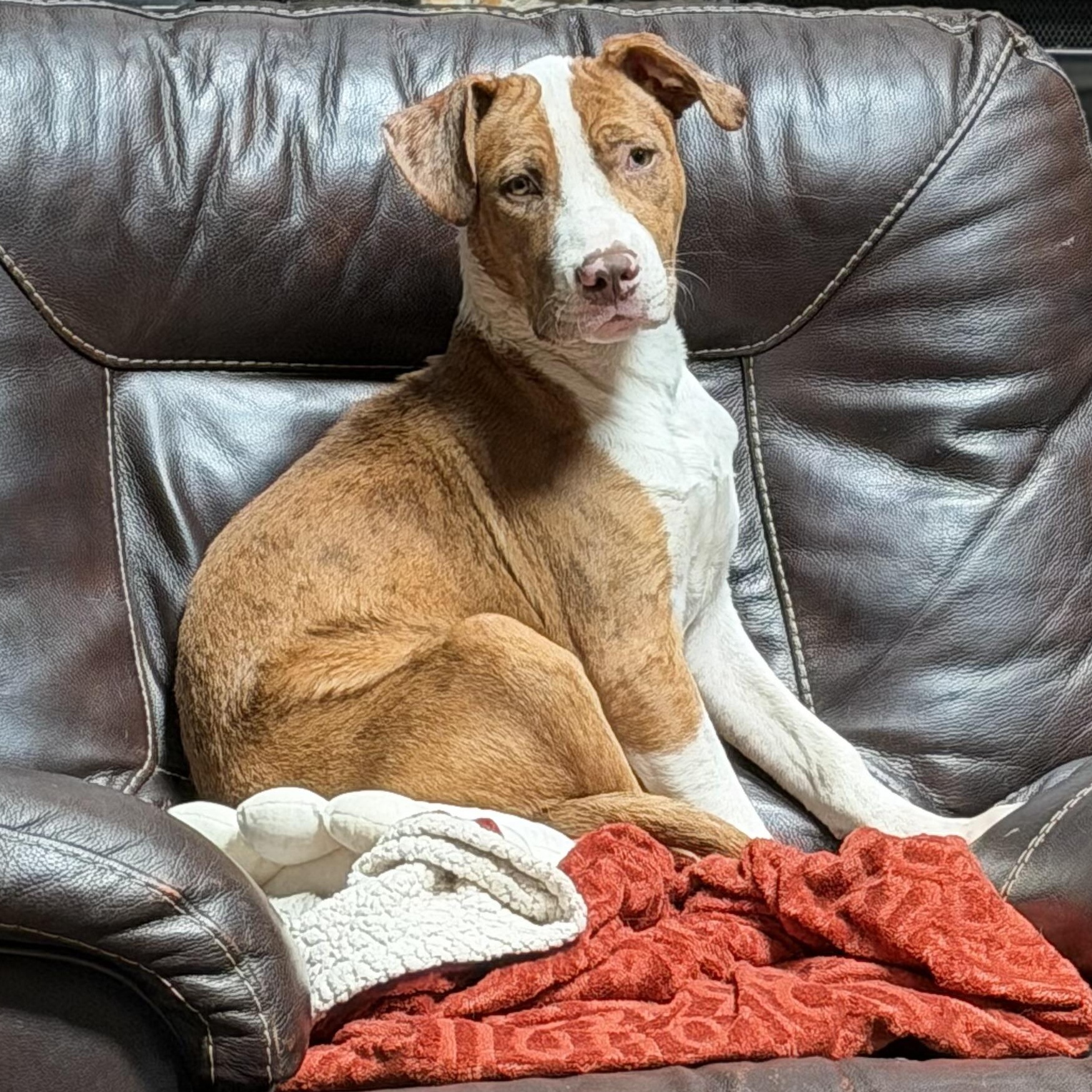 Gouda, ADOPTABLE, Puppy Male Catahoula Leopard Dog.