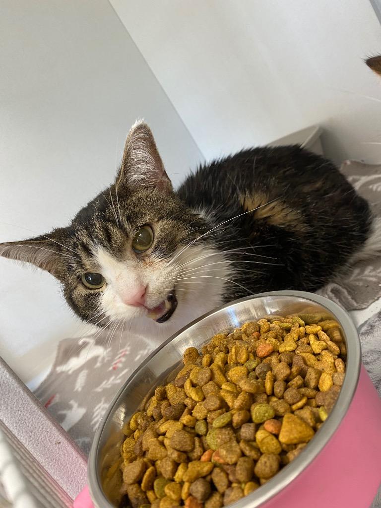 Enlarge Arden, a Adoptable American Shorthair in Van Wert, OH image 1/1