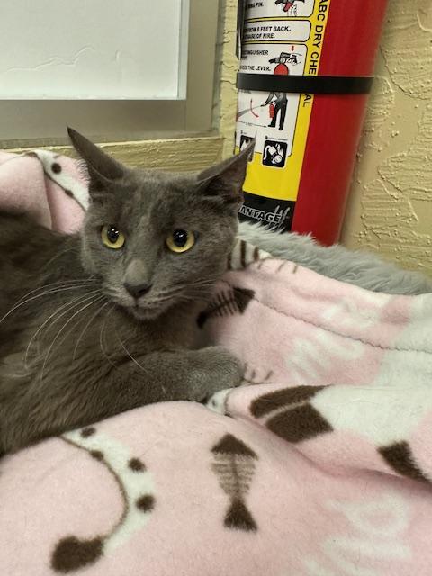 Bomba Cat, Adoptable, Young Female Russian Blue.