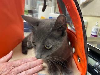 Enlarge Bomba Cat, a Adoptable mixed breed in Parlier, CA image 2/3