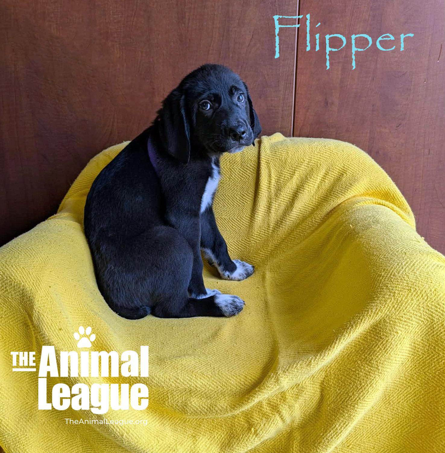 Enlarge Flipper, a Adoptable mixed breed in Groveland, FL image 5/5