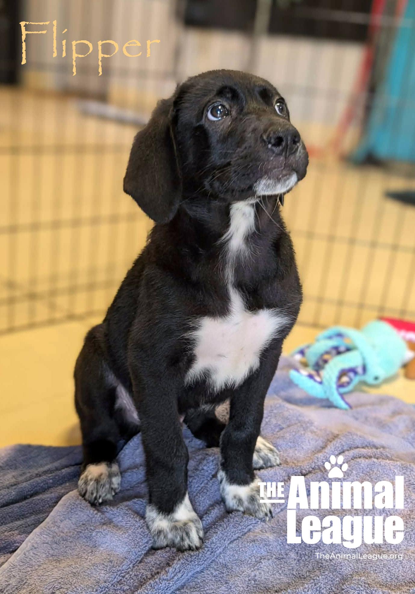 Enlarge Flipper, a Adoptable mixed breed in Groveland, FL image 3/5