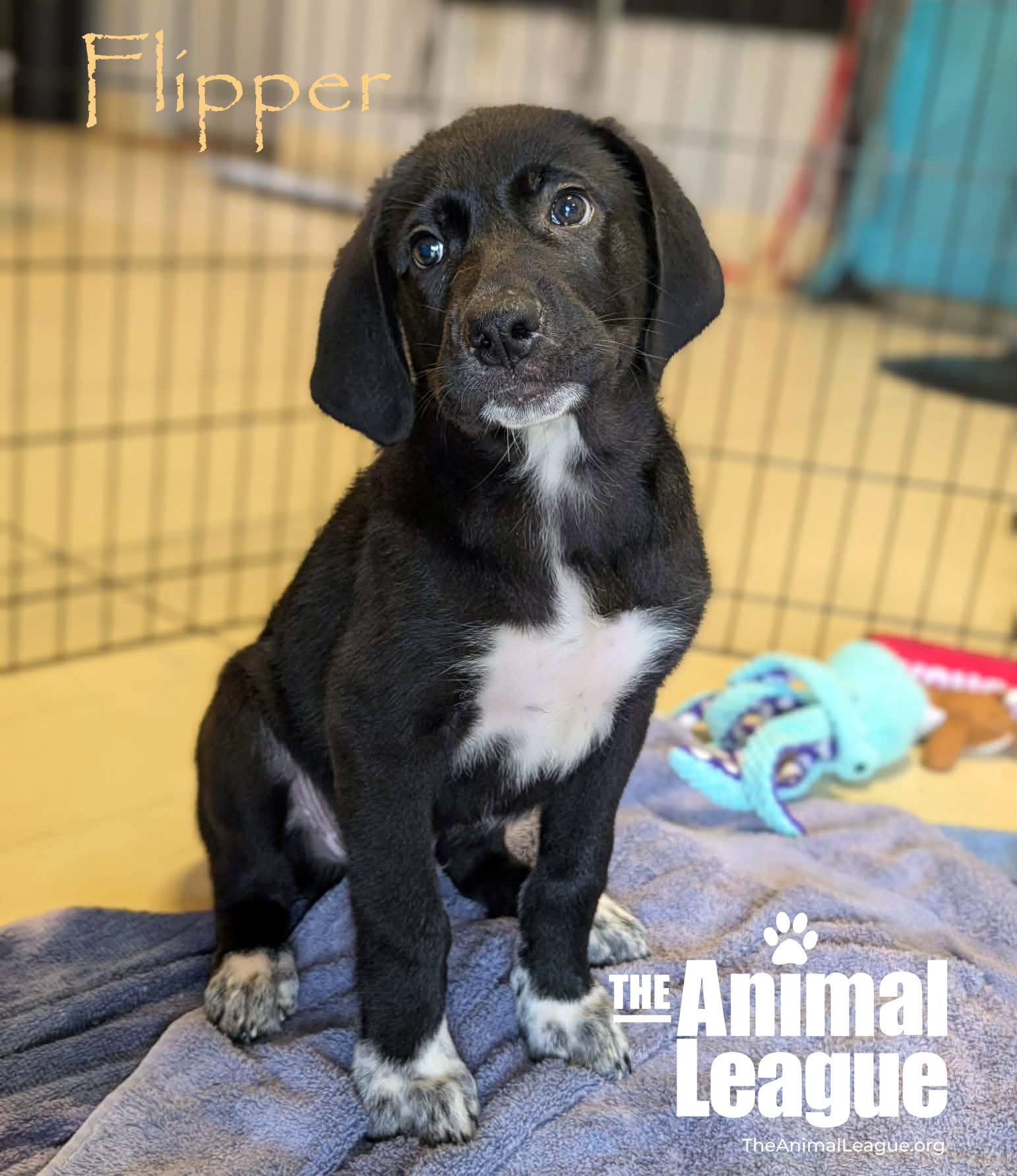 Enlarge Flipper, a Adoptable mixed breed in Groveland, FL image 1/5