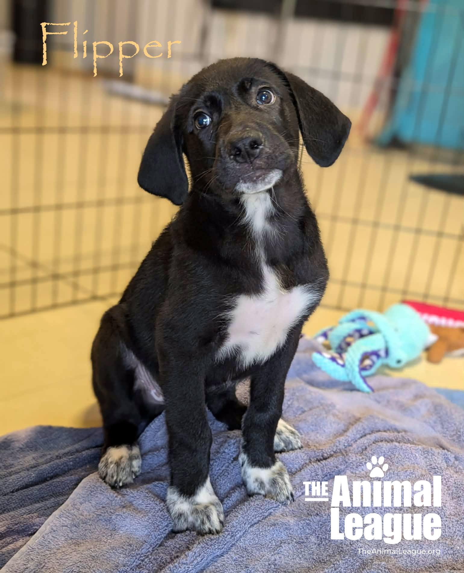 Enlarge Flipper, a Adoptable mixed breed in Groveland, FL image 2/5