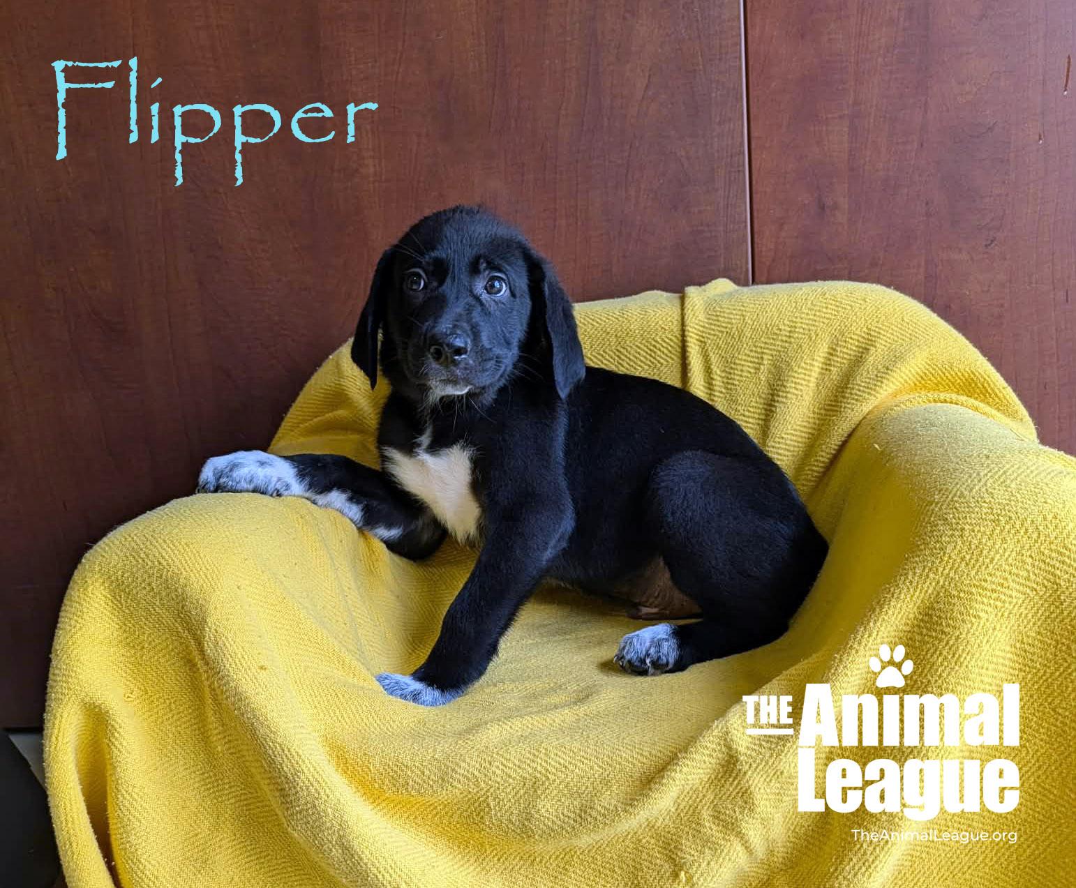 Enlarge Flipper, a Adoptable mixed breed in Groveland, FL image 4/5
