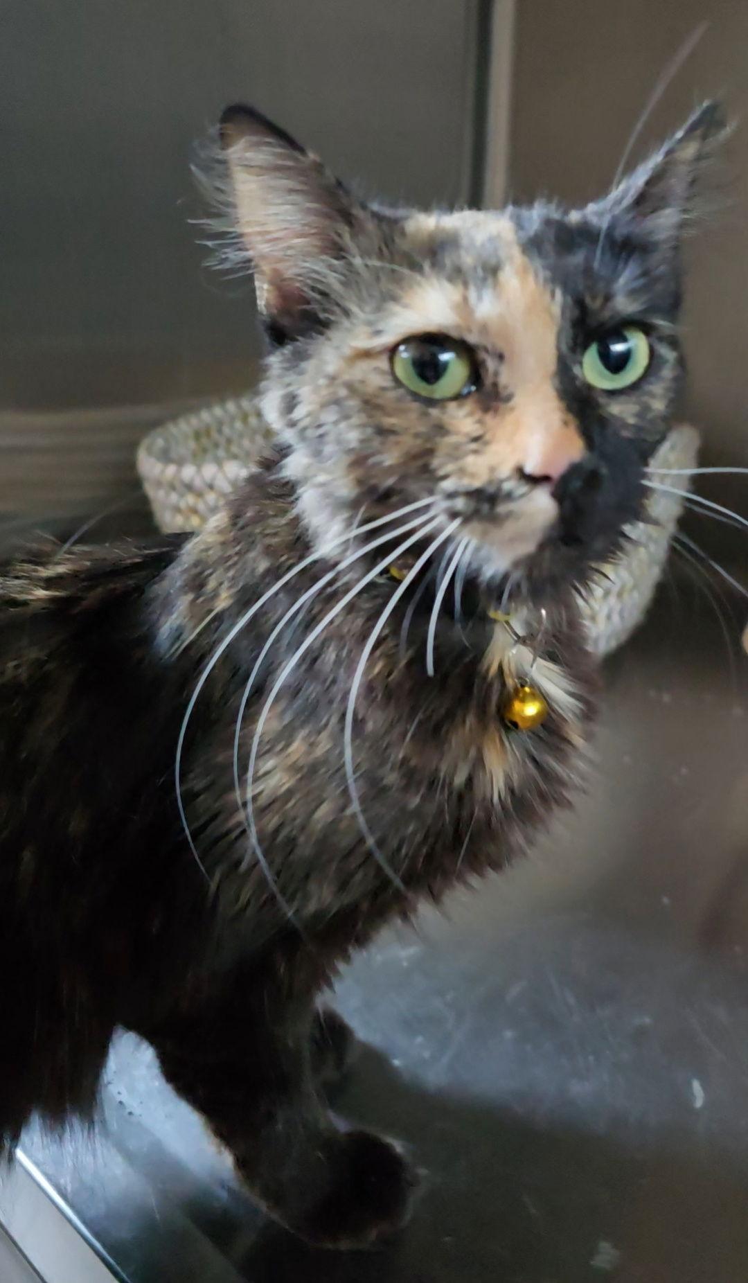 Enlarge Calypso, a Adopted mixed breed in Locust Grove, GA image 1/2