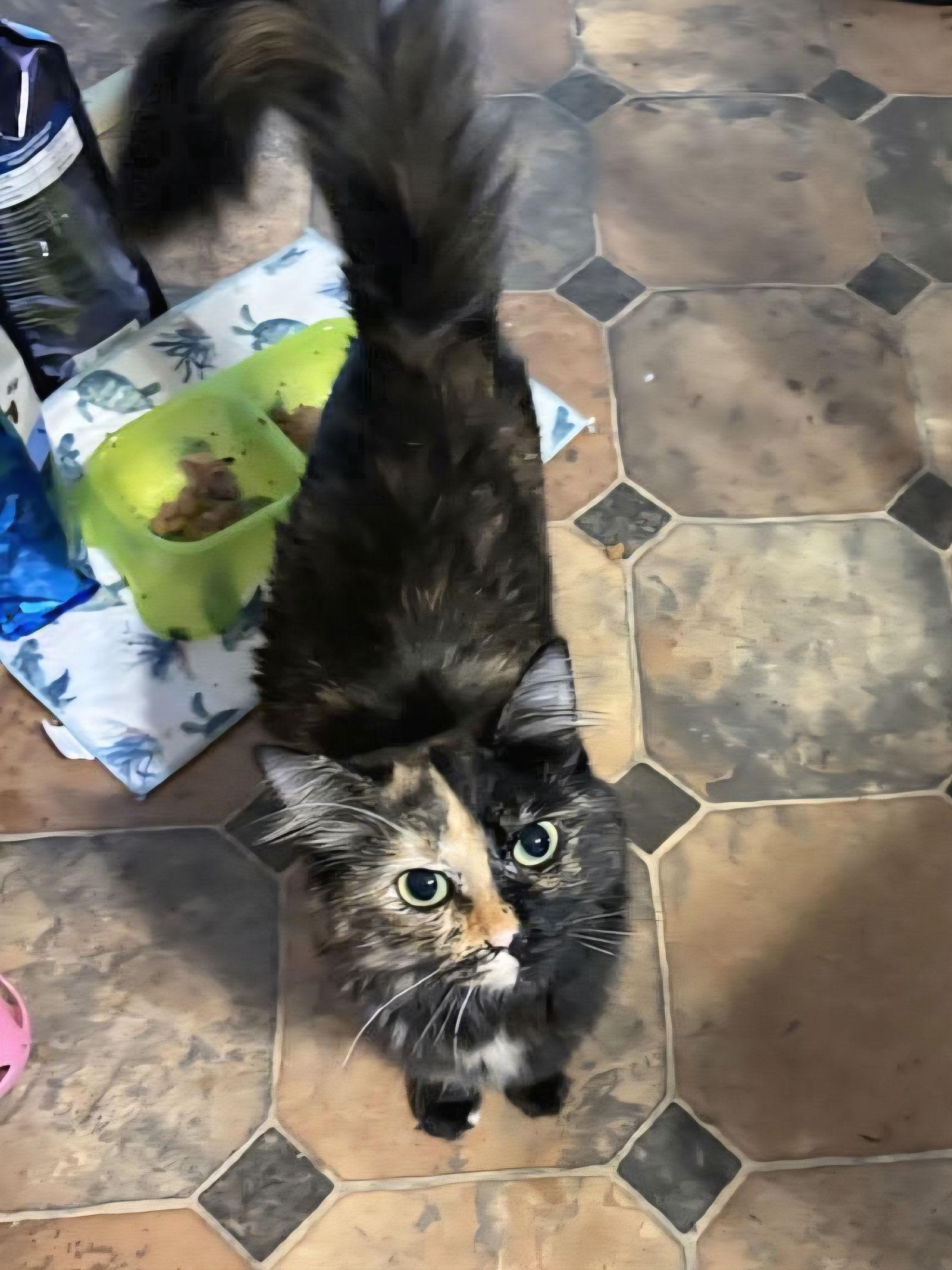 Enlarge Calypso, a Adopted mixed breed in Locust Grove, GA image 2/2