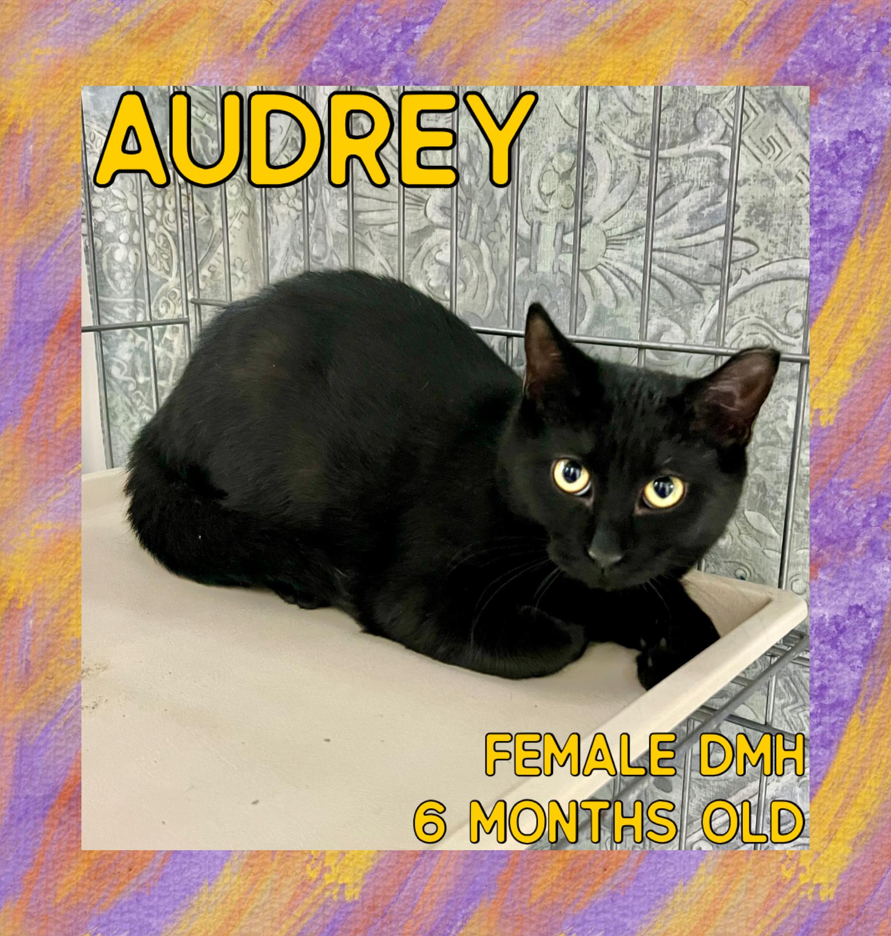 Audrey, Adoptable, Young Female Domestic Medium Hair.