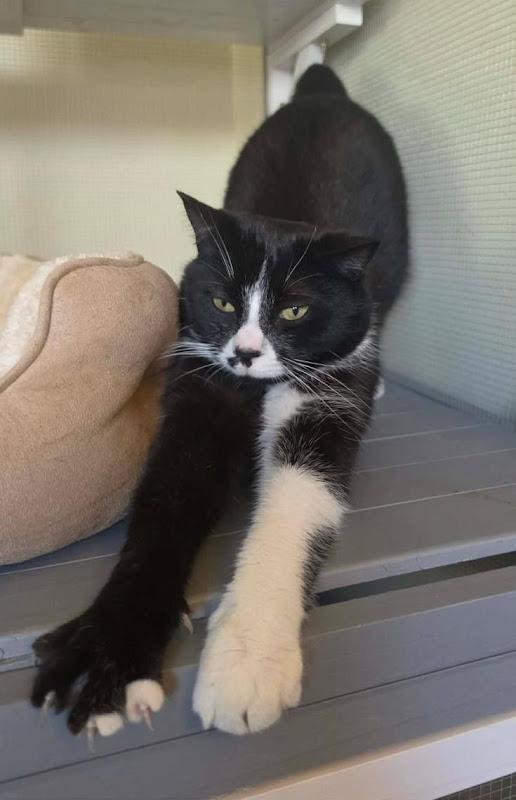 Whitaker, a ADOPTABLE Domestic Short Hair in Johnson City, TN image 3/3