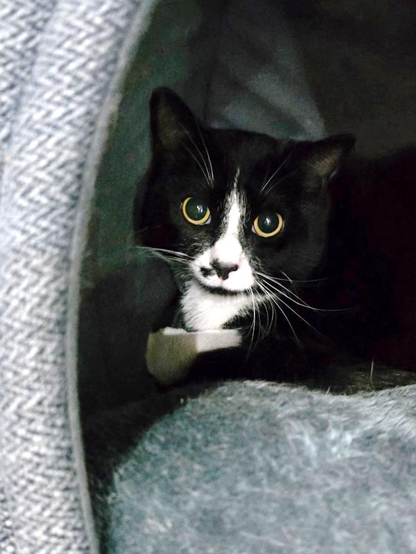 Whitaker, a ADOPTABLE Domestic Short Hair in Johnson City, TN image 2/3