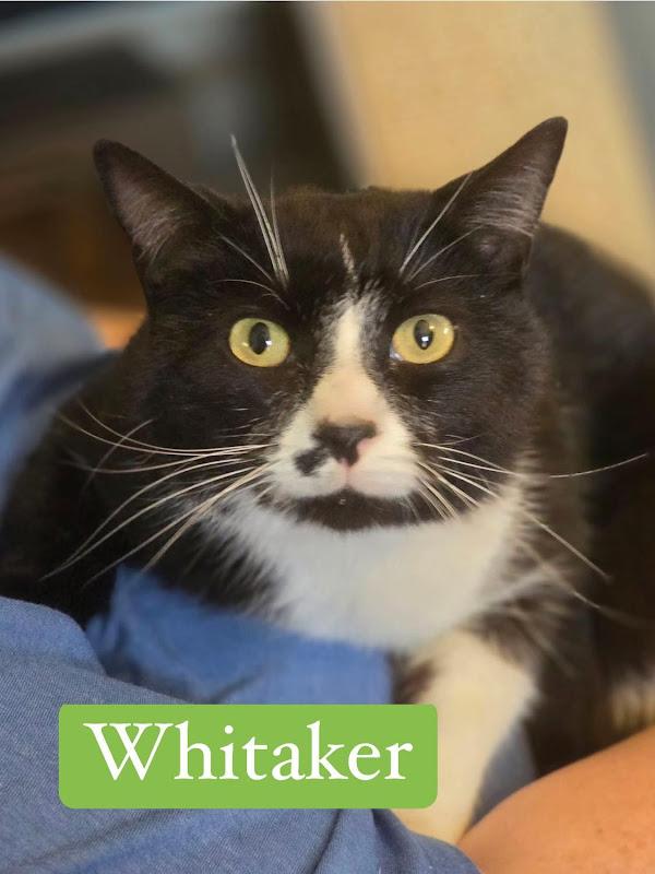 Whitaker, a ADOPTABLE Domestic Short Hair in Johnson City, TN image 1/3