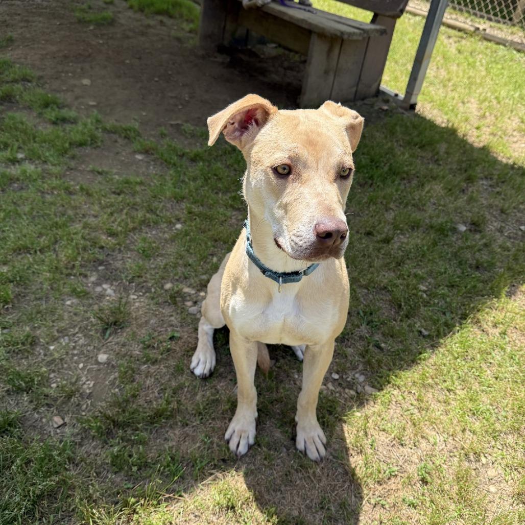Enlarge Mandy, a Adoptable Mixed Breed in Blue Ridge, GA image 1/6