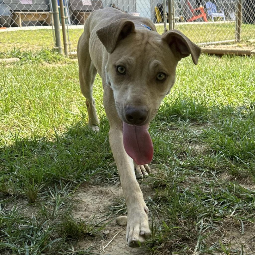 Enlarge Mandy, a Adoptable Mixed Breed in Blue Ridge, GA image 2/6