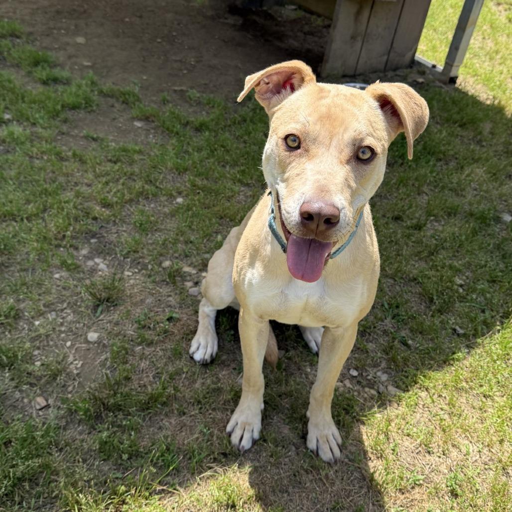 Enlarge Mandy, a Adoptable Mixed Breed in Blue Ridge, GA image 3/6