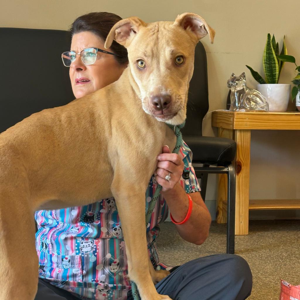 Enlarge Mandy, a Adoptable Mixed Breed in Blue Ridge, GA image 4/6