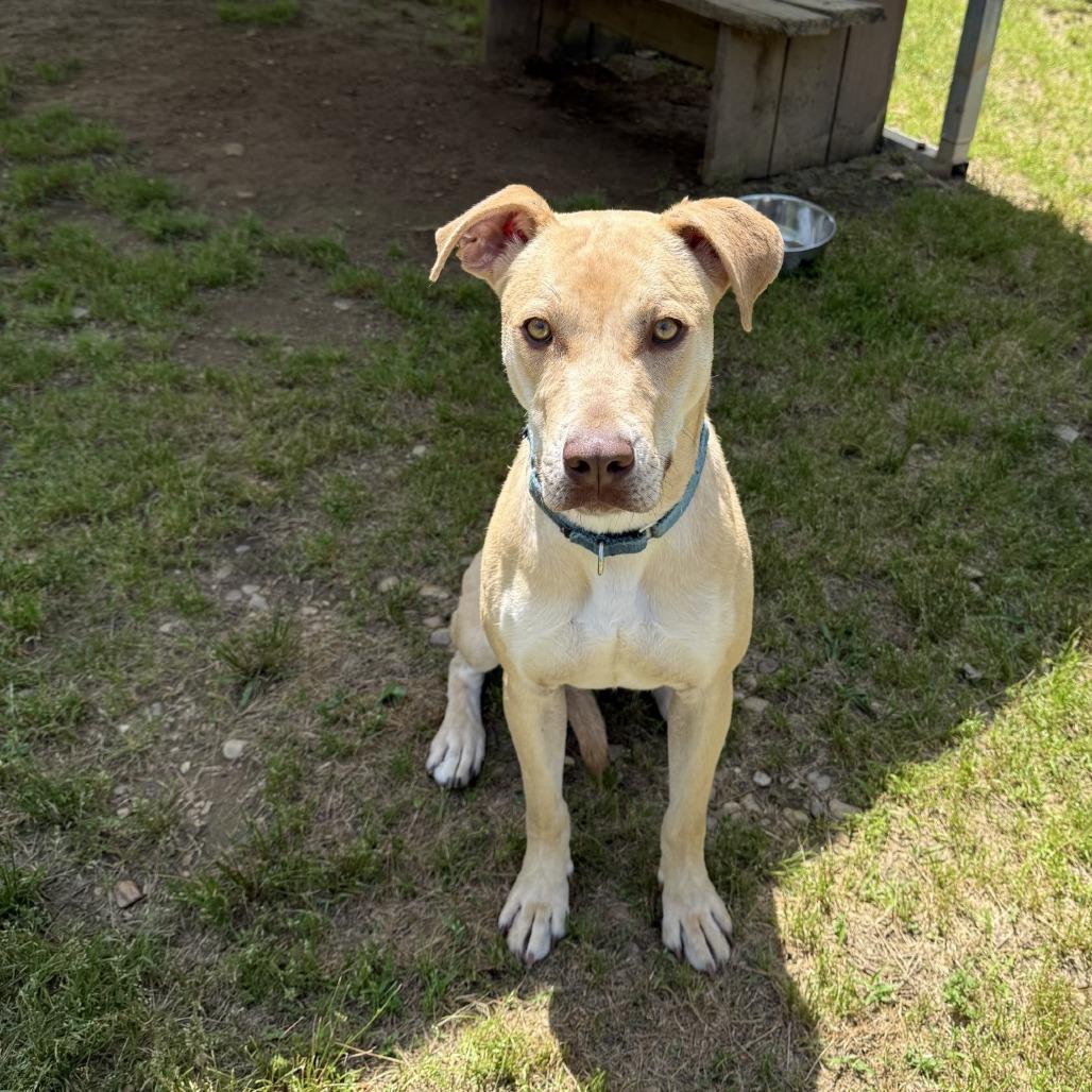 Enlarge Mandy, a Adoptable Mixed Breed in Blue Ridge, GA image 5/6