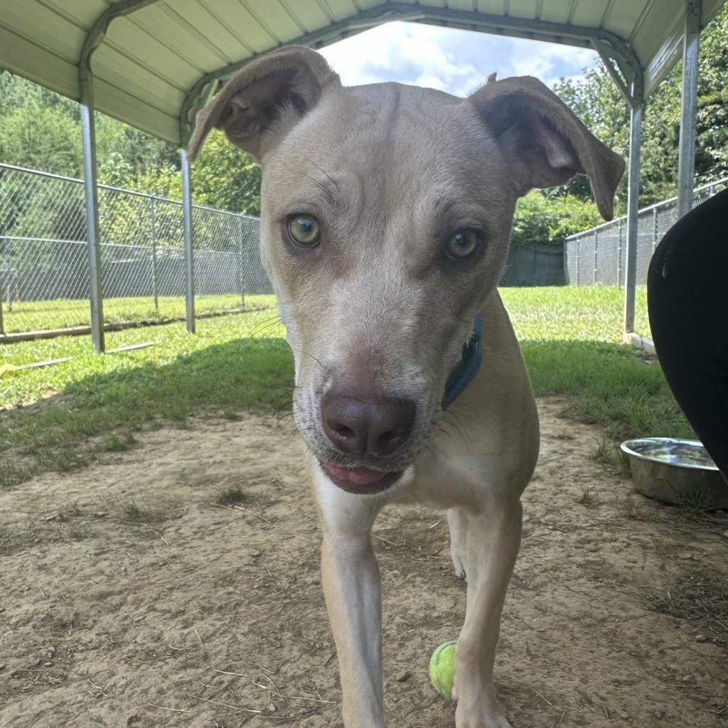 Enlarge Mandy, a Adoptable Mixed Breed in Blue Ridge, GA image 6/6