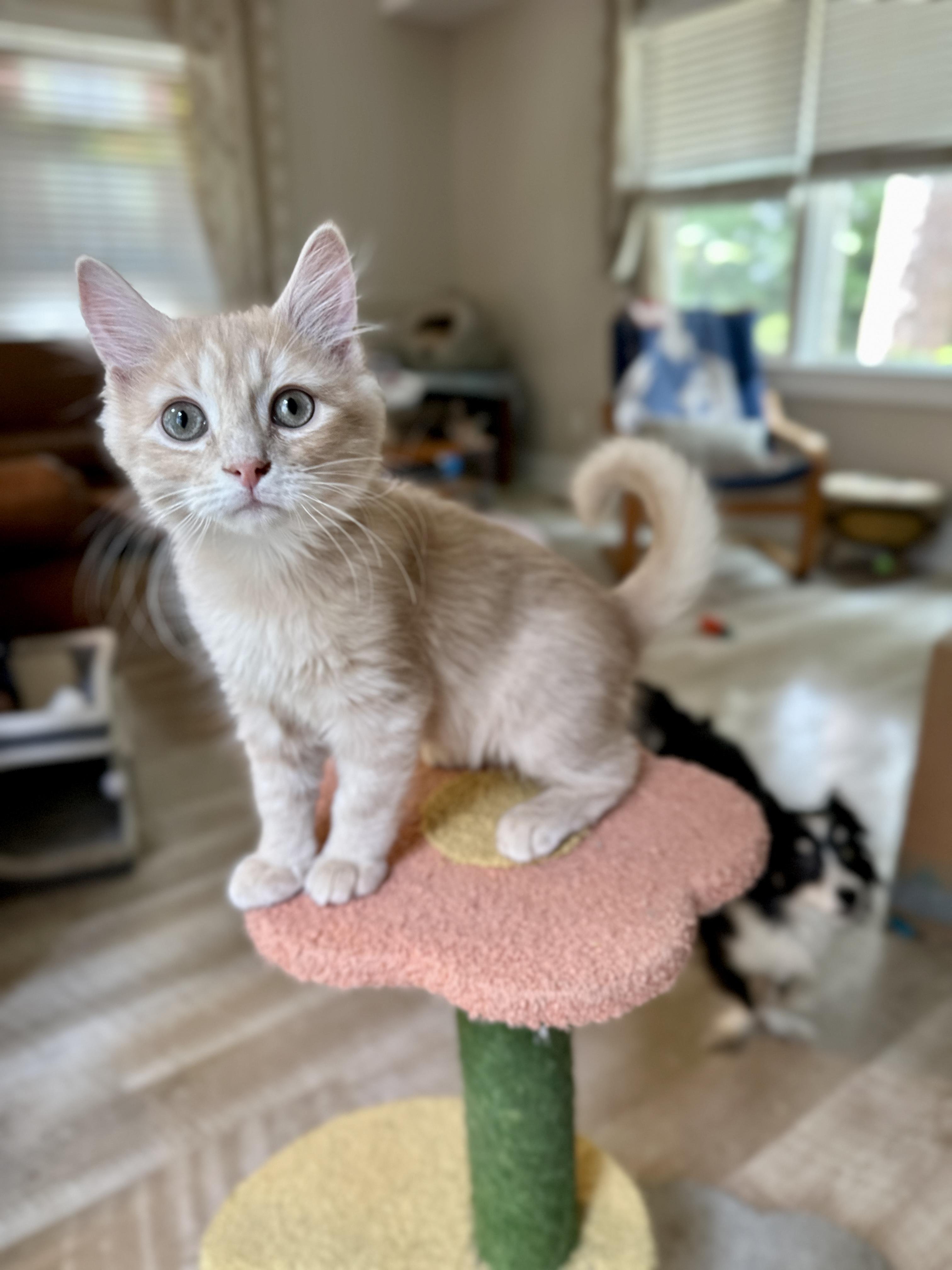 Yodel, Adopted, Kitten Male Domestic Medium Hair.
