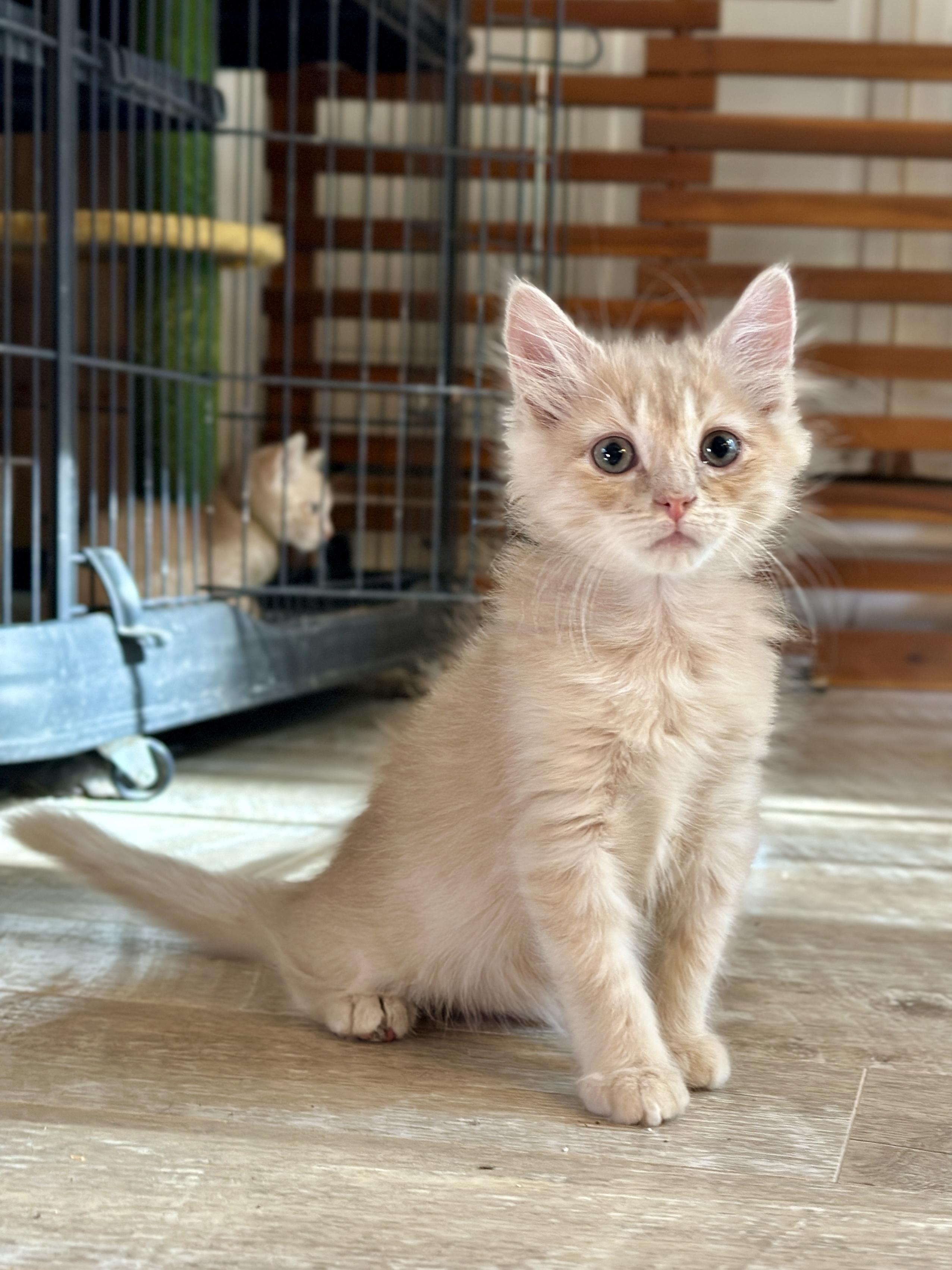 Enlarge Yodel, a Adopted Domestic Medium Hair in Suffolk, VA image 2/6