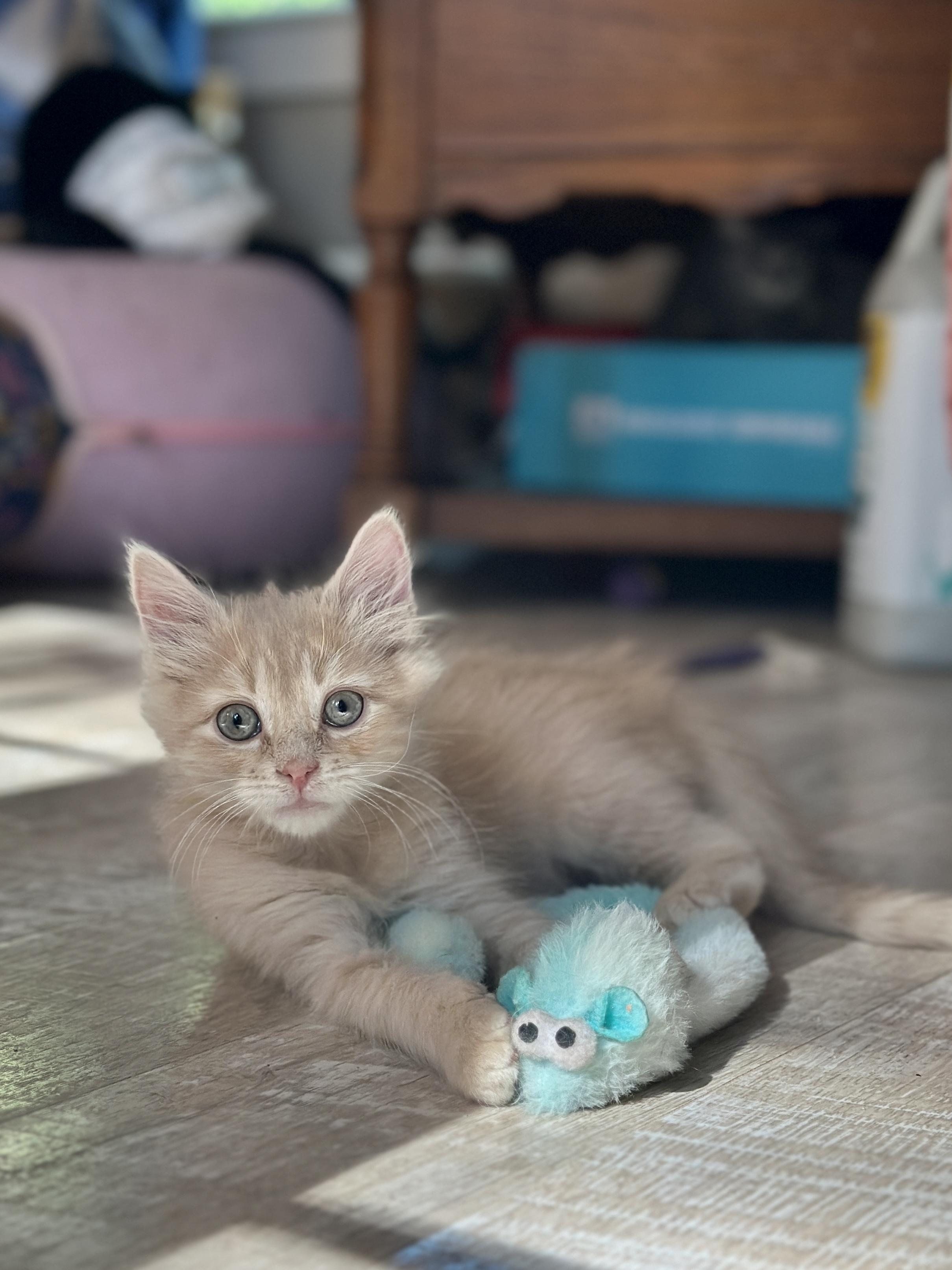 Enlarge Yodel, a Adopted Domestic Medium Hair in Suffolk, VA image 3/6
