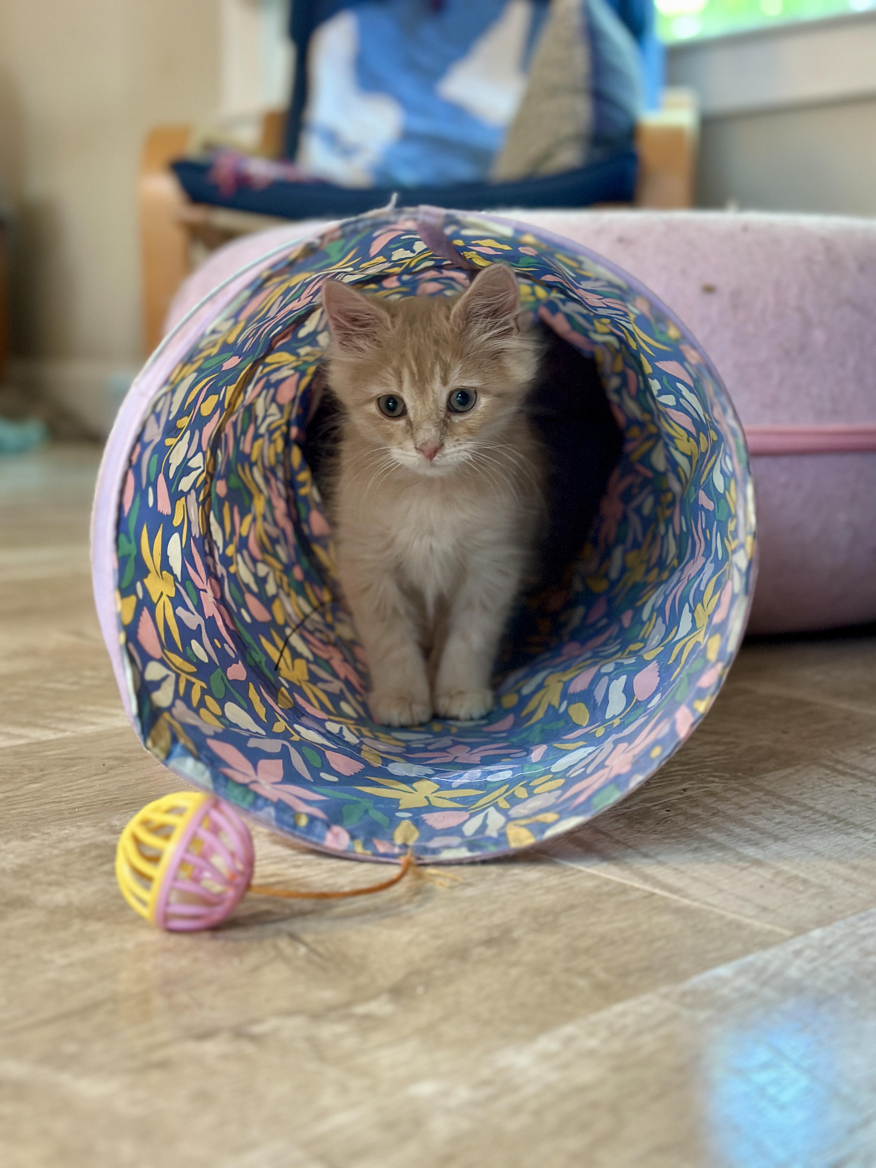 Enlarge Yodel, a Adopted Domestic Medium Hair in Suffolk, VA image 5/6