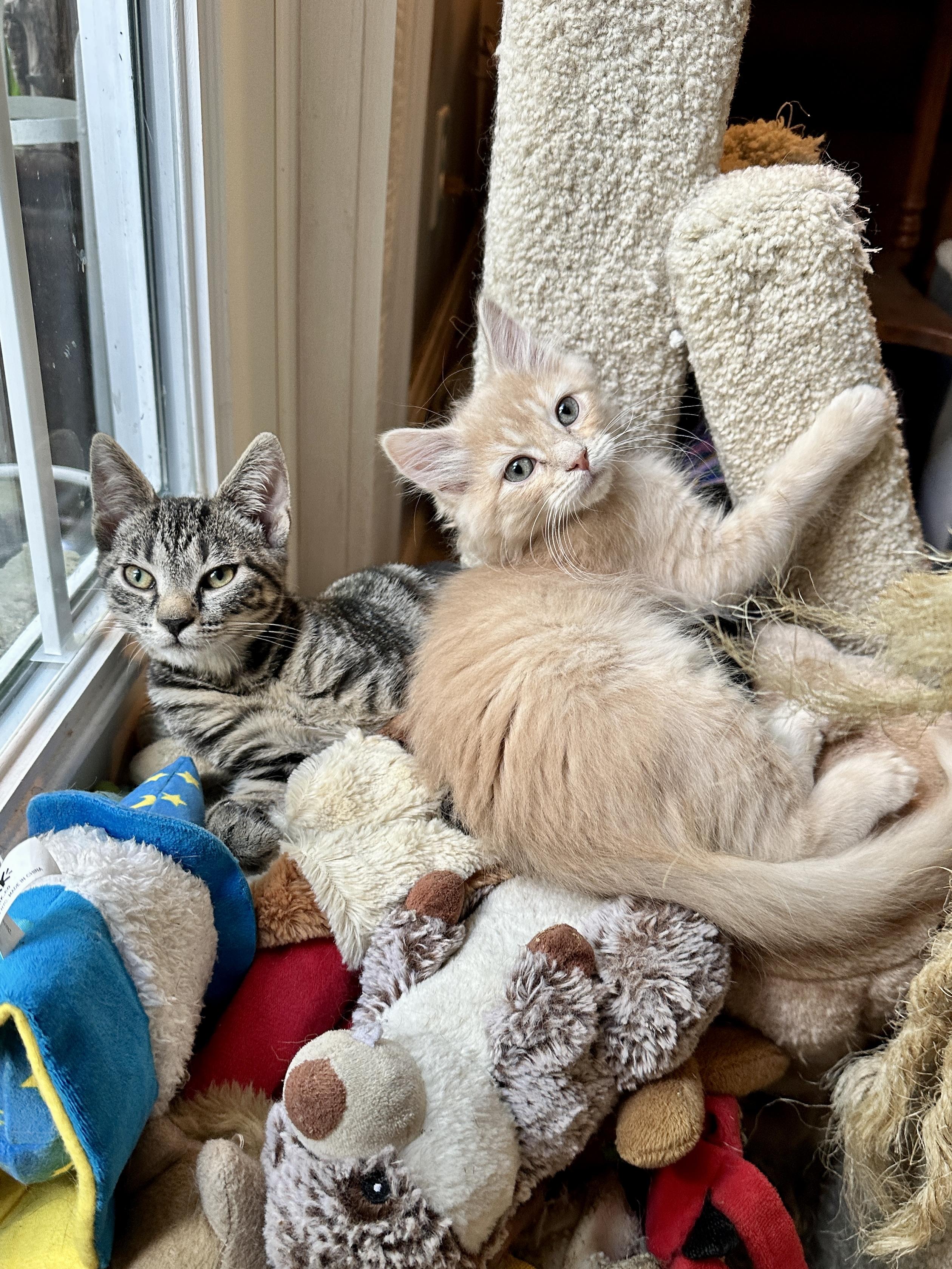 Enlarge Yodel, a Adopted Domestic Medium Hair in Suffolk, VA image 6/6