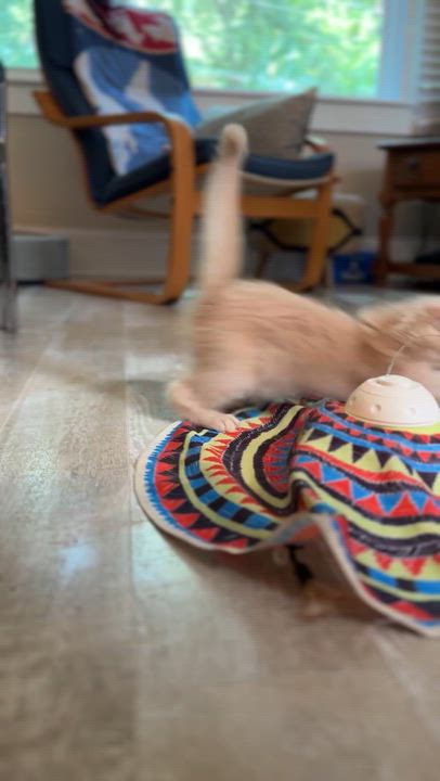 Enlarge Yodel, a Adopted Domestic Medium Hair in Suffolk, VA video 4/6