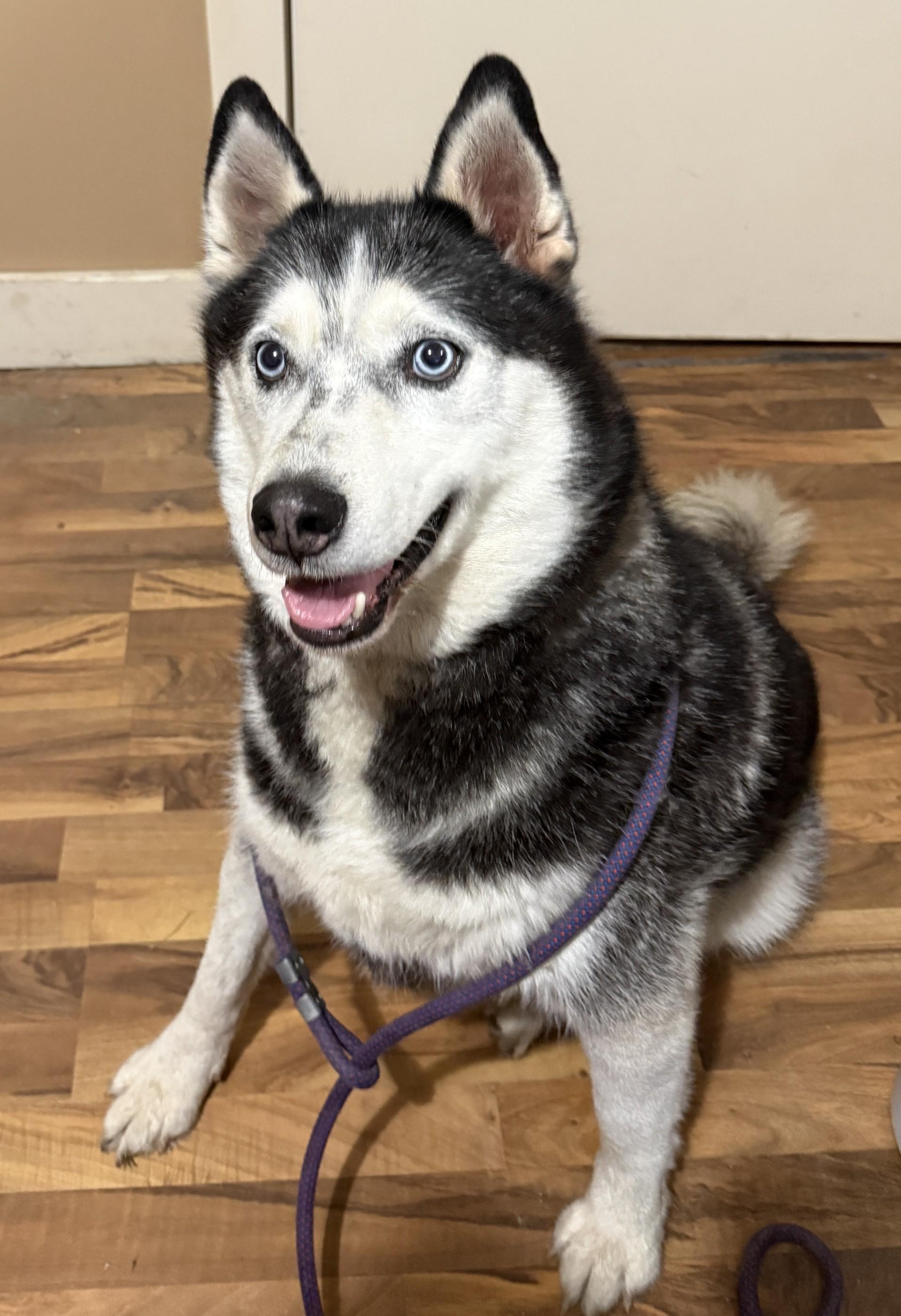 Zeac, Adoptable, Adult Male Husky.