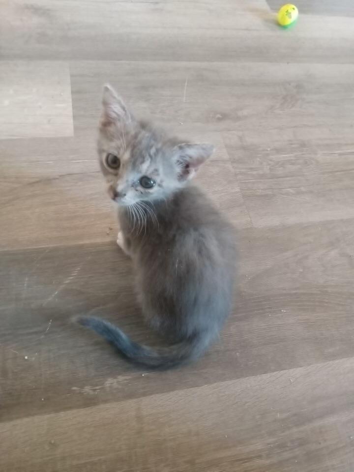 Enlarge Tilly, a Adoptable Domestic Medium Hair in San Saba, TX image 1/1