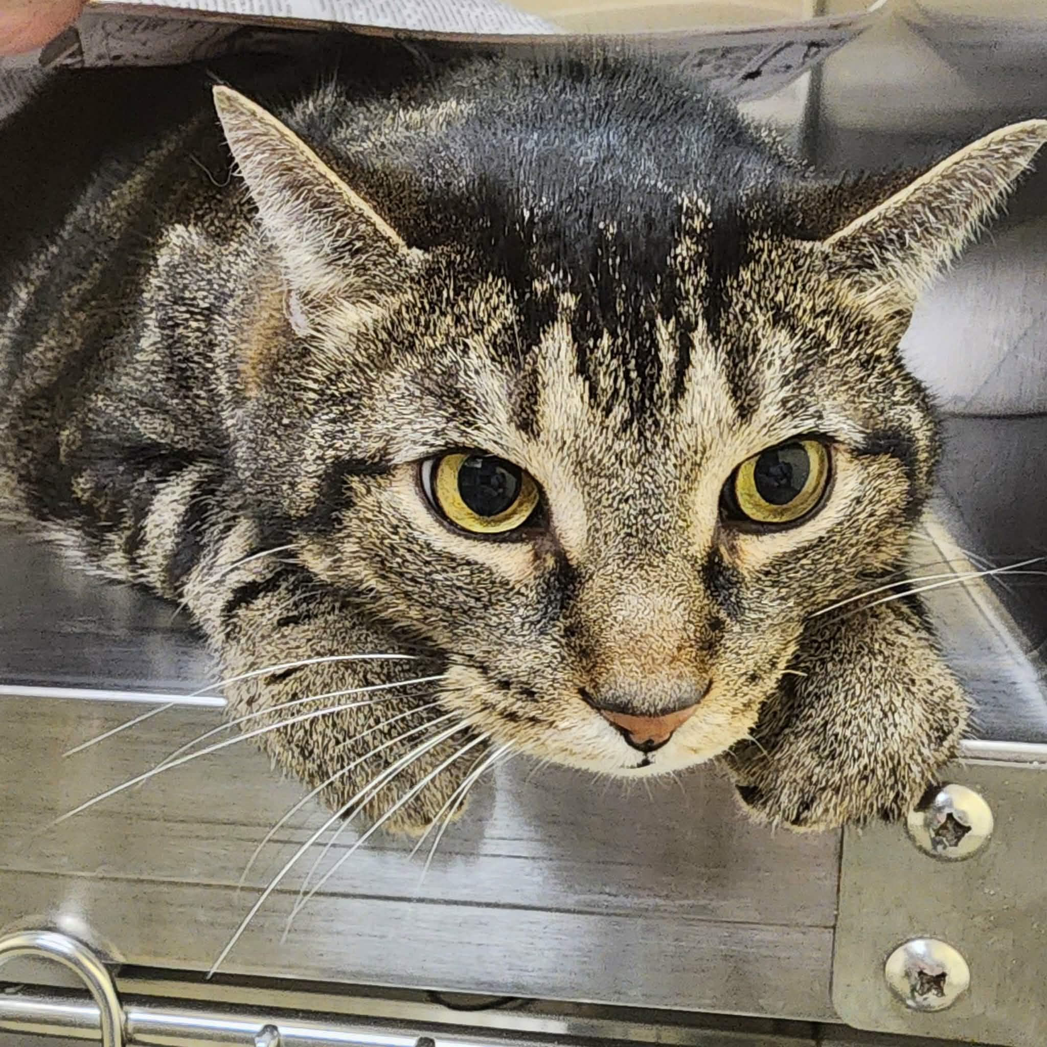 GYRO, ADOPTABLE, Adult Male Domestic Short Hair.